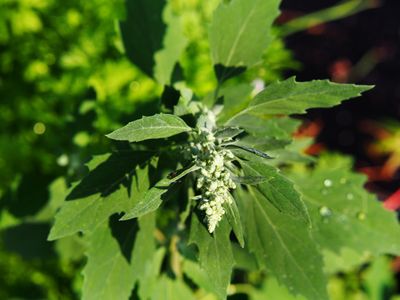 Chenopodium album