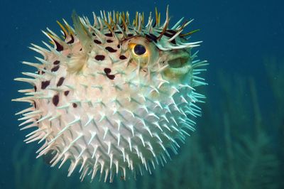 blowfish or diodon holocanthus