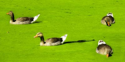 Lesser duckweed