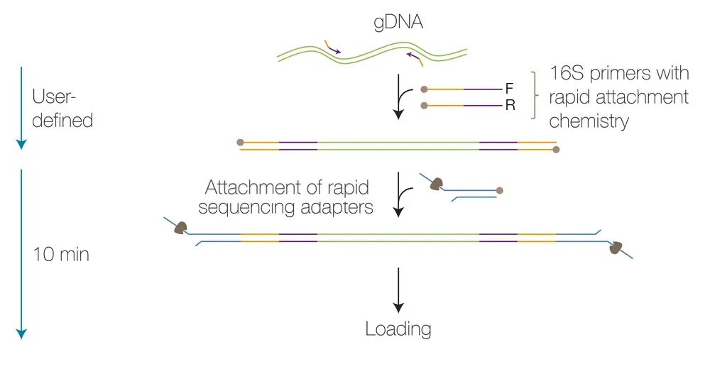 A schematic outlining how the 16S workflow works at the molecular level