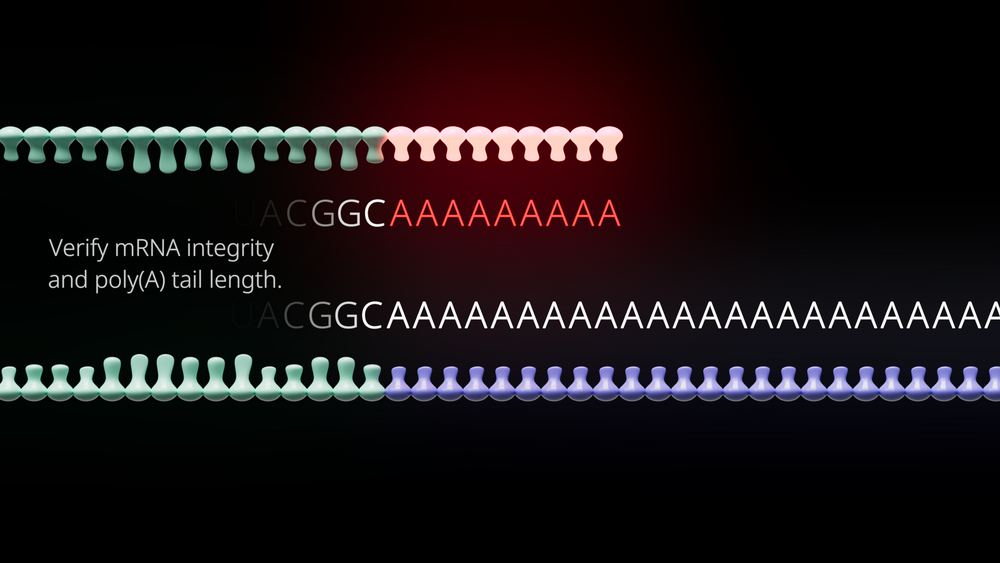 mRNA