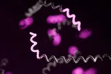 Grey strands of RNAs with a short region at the end highlighted in purple