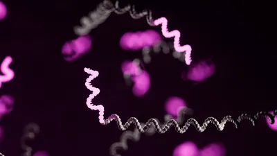 Grey strands of RNAs with a short region at the end highlighted in purple