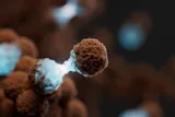 Cancer cells dividing