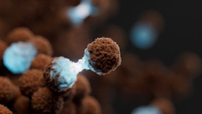 Cancer cells dividing