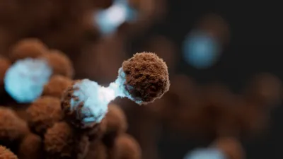 Cancer cells dividing