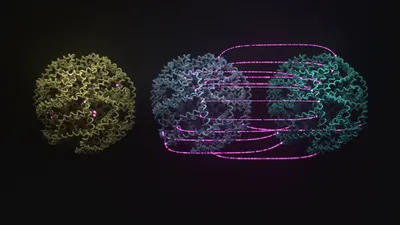 Three clusters of DNA, one yellow, one blue and one green. There are purple lines connecting regions of the DNA between the blue and green DNA clusters