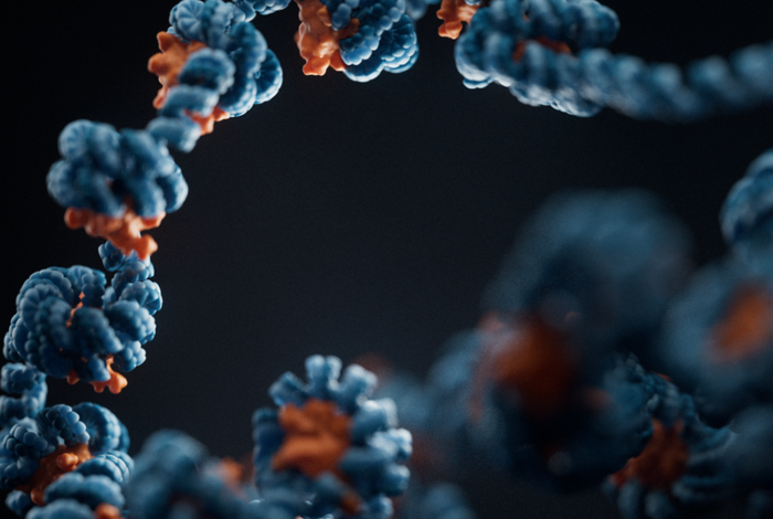 Understanding the binding of multiple transcription factors by base-pair-resolution chromatin accessibility