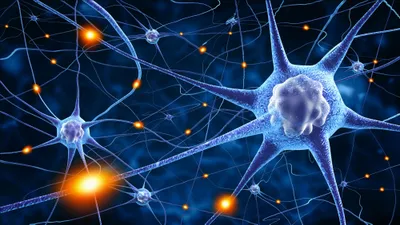 Neuronal network