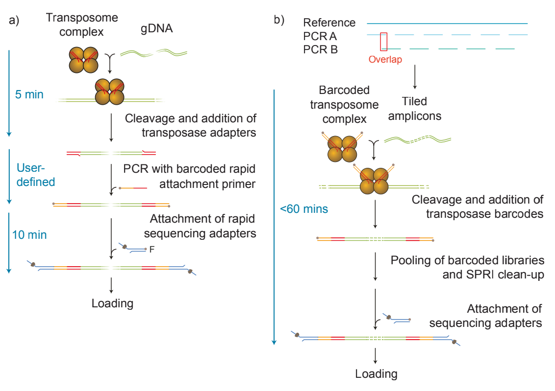 Two library prep workflows illustrating both options