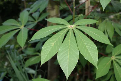 Cassava plant