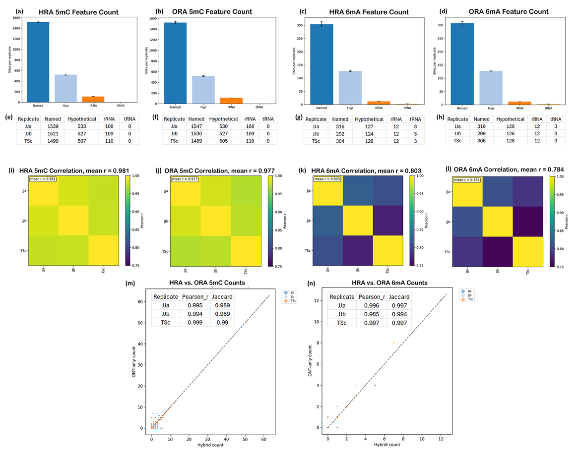 Multi-panel figure showing bar charts and tables of 5mC/6mA feature counts for hybrid assembles vs nanopore-only assemblies, correlation heatmaps, and scatterplots.