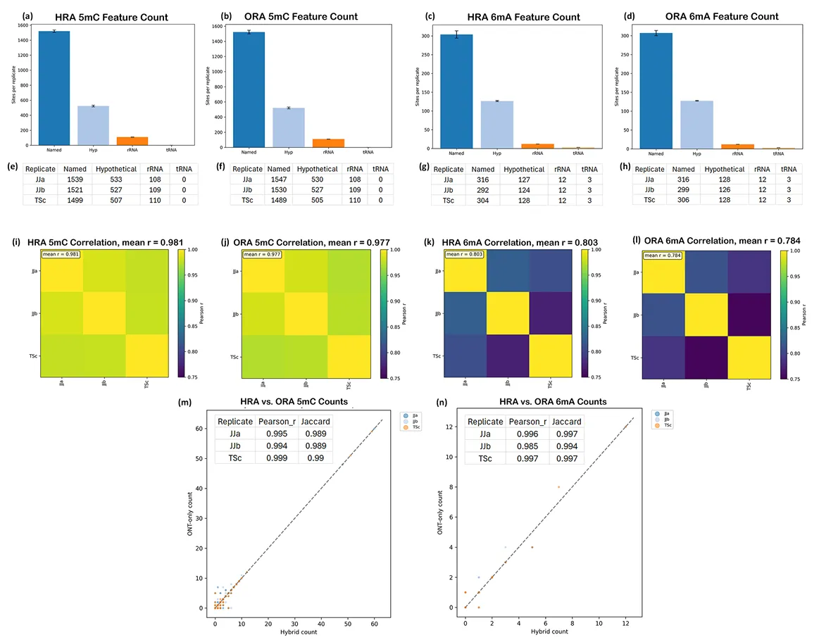 Multi-panel figure showing bar charts and tables of 5mC/6mA feature counts for hybrid assembles vs nanopore-only assemblies, correlation heatmaps, and scatterplots.