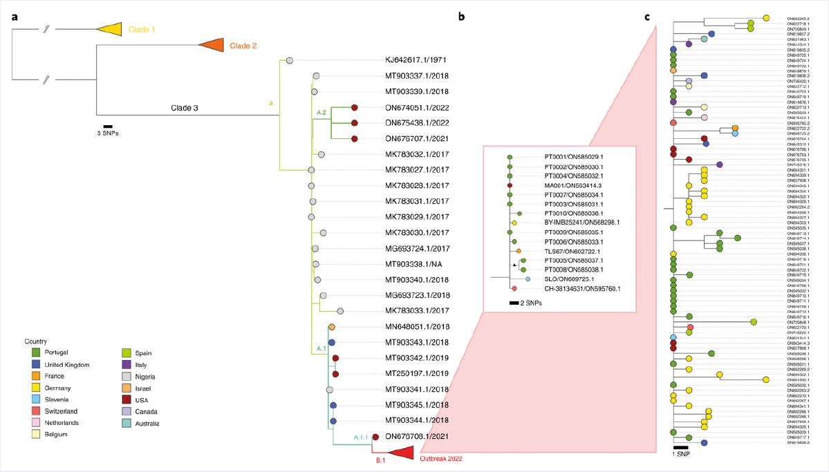 Graph illustrating phylogenetic analysis of MPXV viral sequences