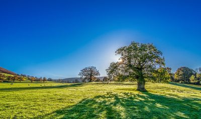 Meadow with a tree under a clear blue sky