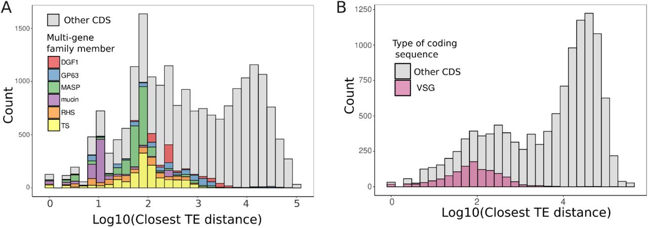 Bar charts showing counts of coding sequences by log-transformed closest TE distance. Chart A has multi-gene families, Chart B differentiates VSG and other CDS.