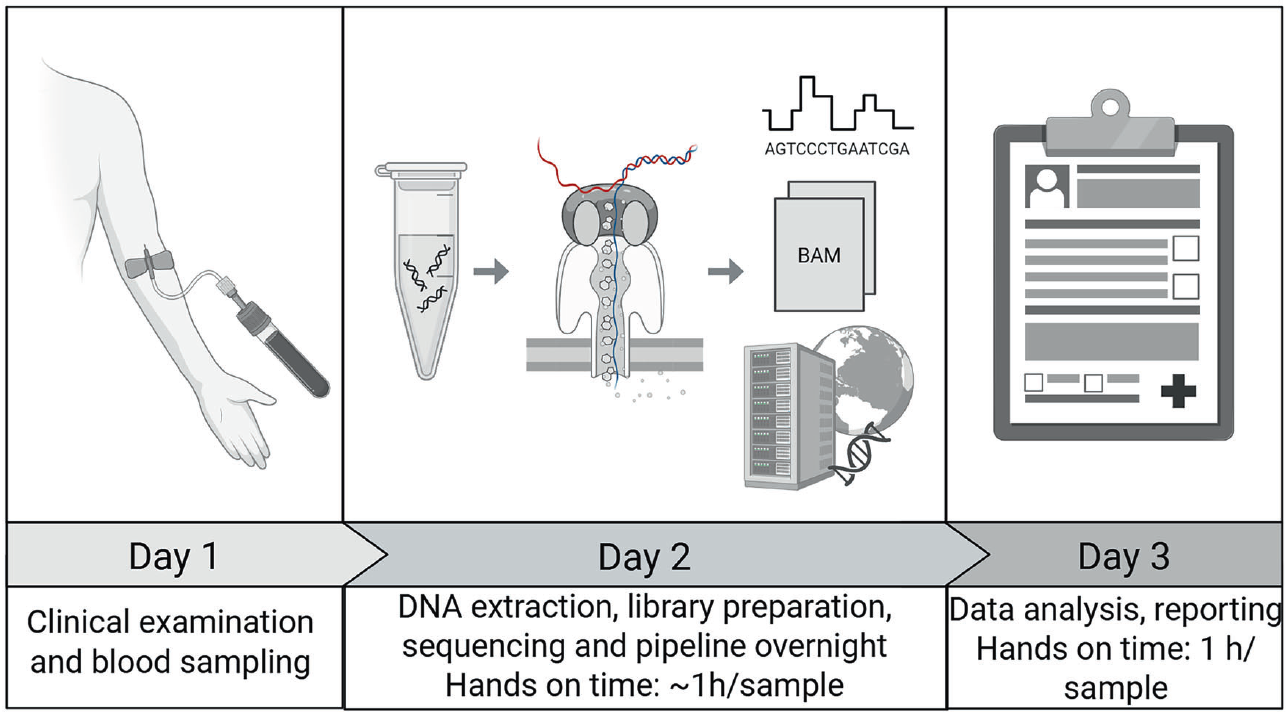 Graphical overview of the process from sample collection to clinical report