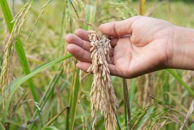 photograph of a hand holding rice crop plant affected by rice blast disease