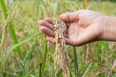 photograph of a hand holding rice crop plant affected by rice blast disease