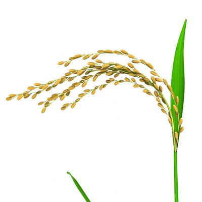 oryza plant