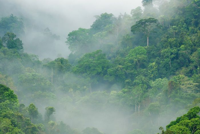 Species analysis in Biodiversity hotspot: Kabobo, Democratic Republic of Congo