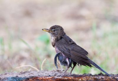 Blackbird infected with virus