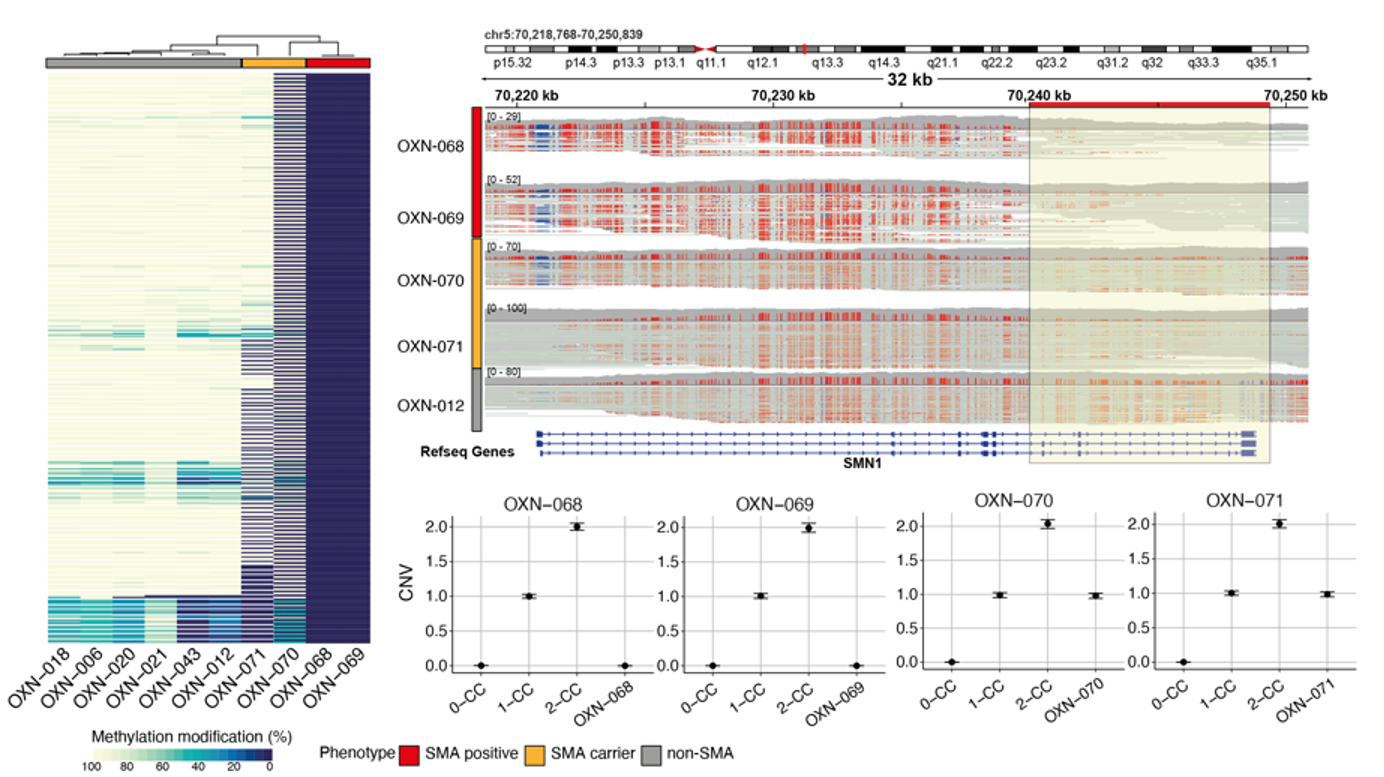Three graphs showing a methylation heatmap of SMA samples, IGV methylation, and droplet digital PCR results with CNVs