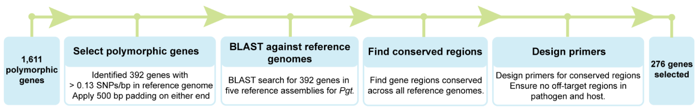 Primers were successfully designed for 276 highly polymorphic *Pgt* genes for use in the MARPLE diagnostics platform