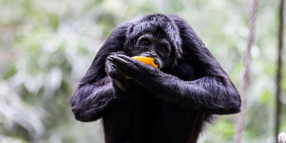 Ateles fusciceps fusciceps