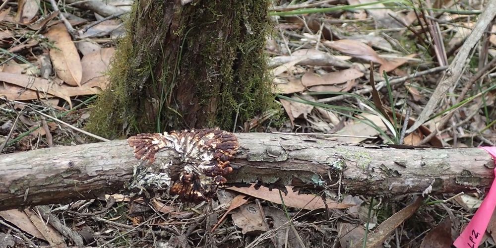 Hypocreopsis amplectens