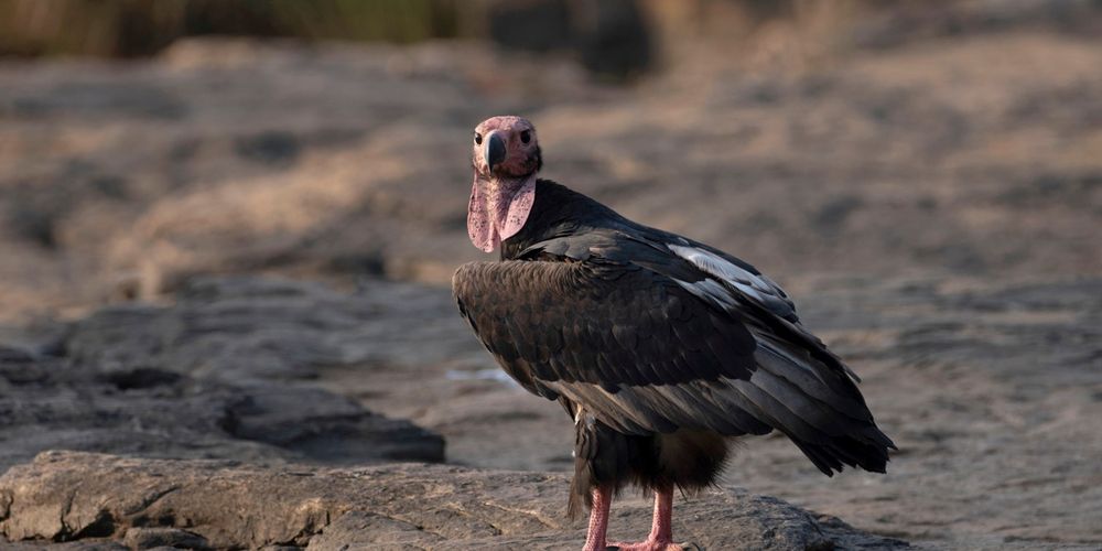 Asian king vulture