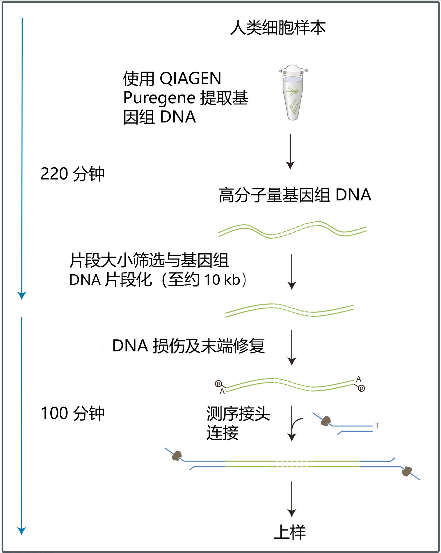 Chinese_Human Variation 10kb Workflow