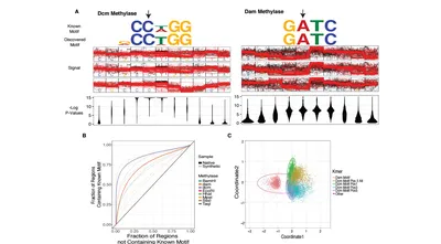De novo Identification of DNA Modifications Enabled by Genome-Guided Nanopore Signal Processing