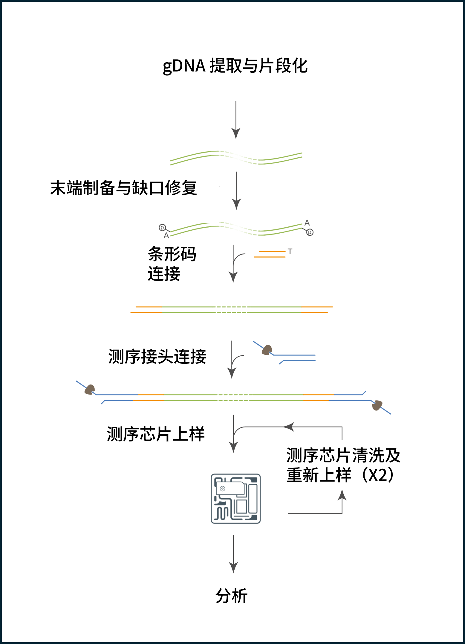 中文——RRMS multiplex workflow pp edit 中文——RRMS multiplex workflow pp edit