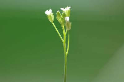 Arabidopsis thaliana