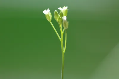 Arabidopsis thaliana