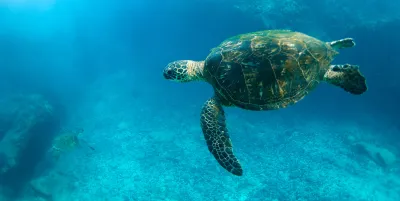 Green turtle