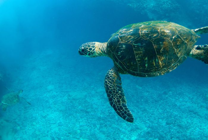 Sequencing the wild: unlocking animal and marine metagenomes with Oxford Nanopore