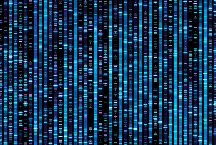Complete sequencing of ape genomes