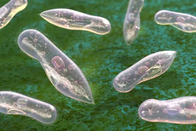 3d illustration of ciliate protozoa on green background