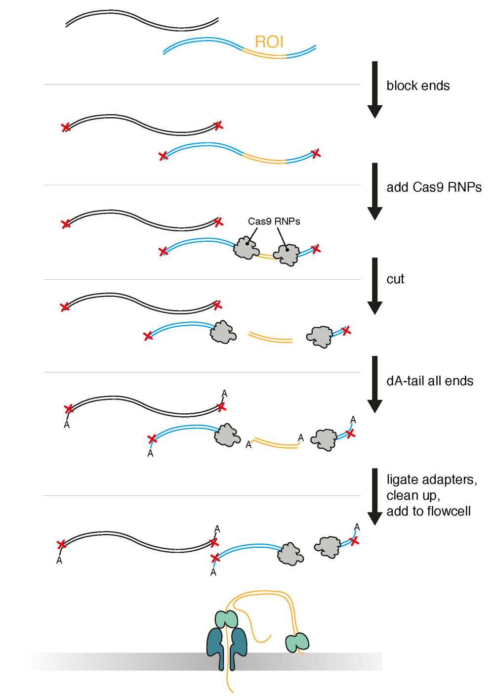 Cas9 Cut figure 1. v1.0 08 aug 18
