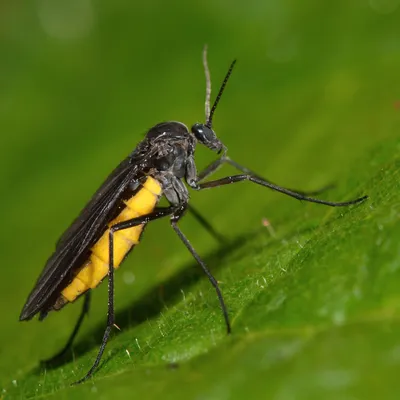 Sciaridae, fly