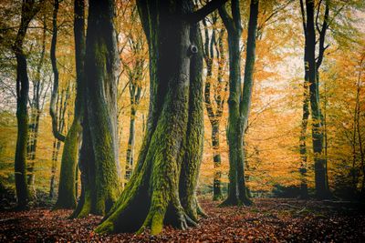 photograph of beech trees in the forest in autumn