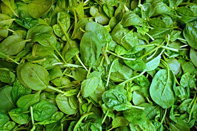 Green spinach pile