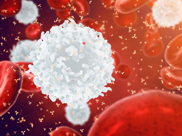 De novo antibody identification in human blood from full-length single B cell transcriptomics and matching haplotype-resolved germline assemblies