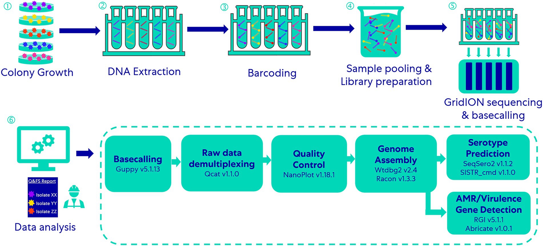 A workflow showing an overview of the entire WGS method