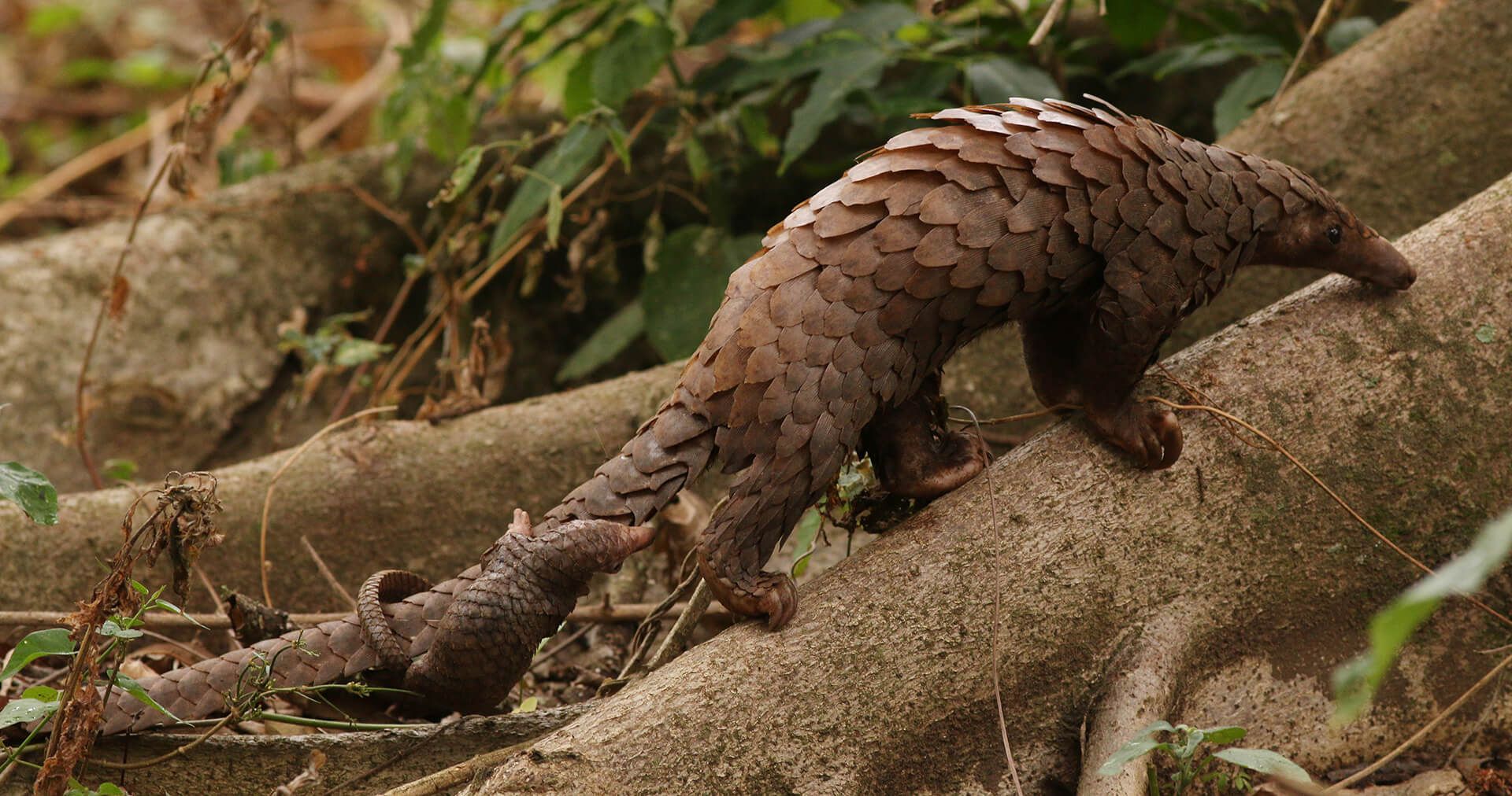 Pangolin