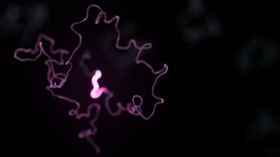 Oxford Nanopore Transcriptomics