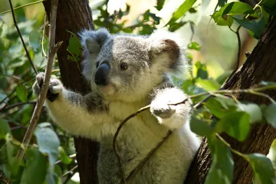 koala