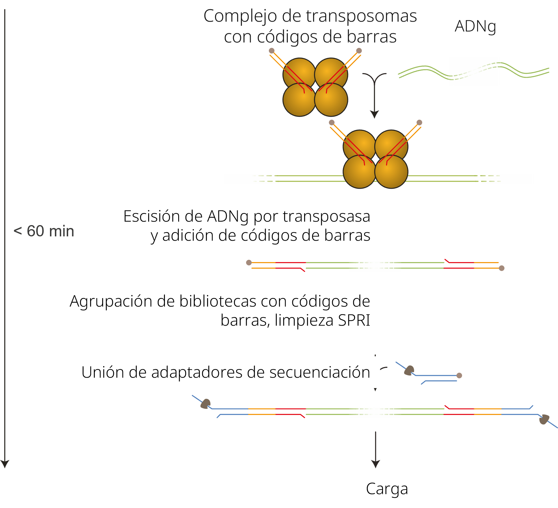 es-SQK-RBK11096 gDNA workflow v2 es-SQK-RBK11096 gDNA workflow v2